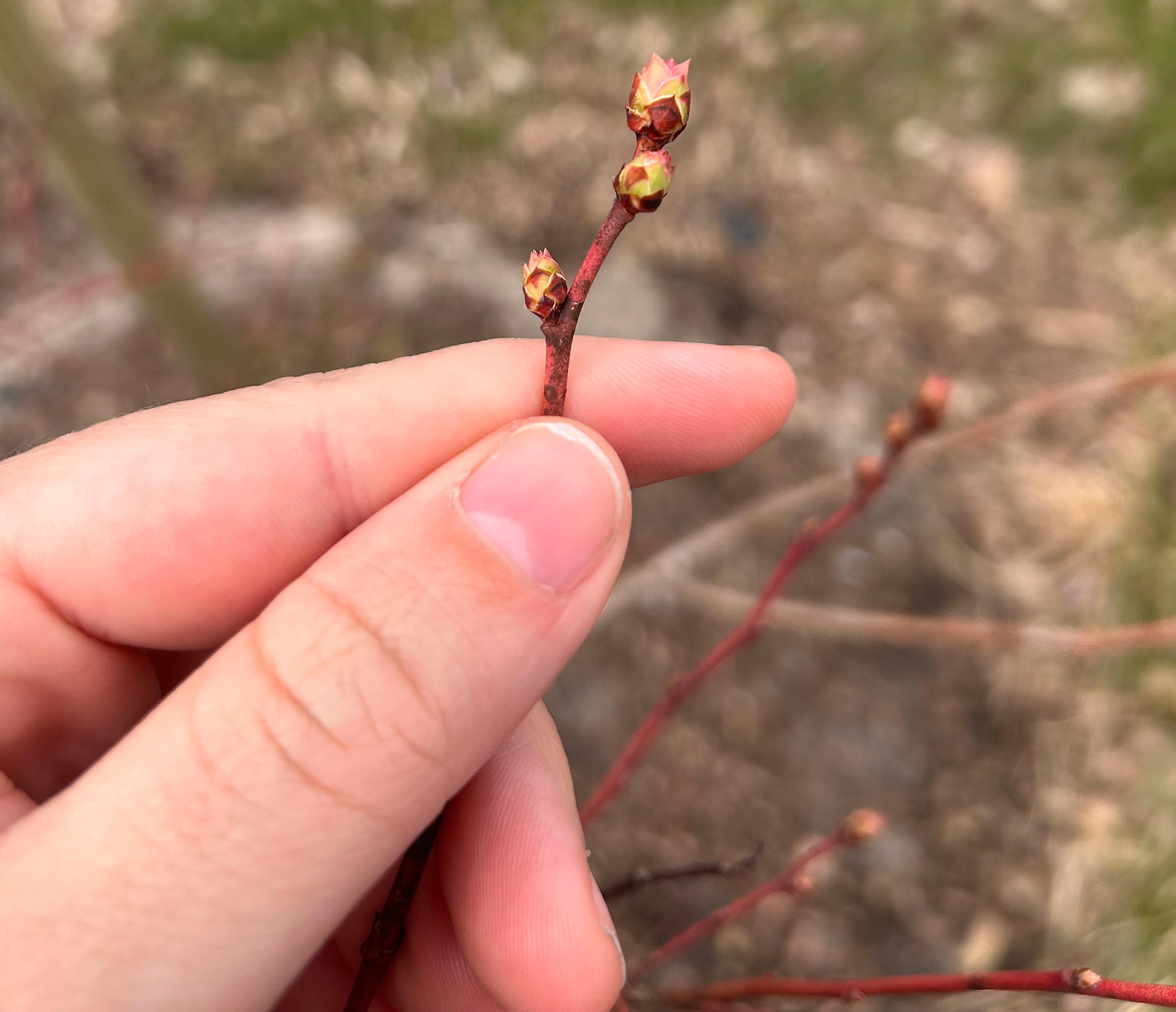 A blueberry bud starting to swell.